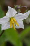 Horse nettle